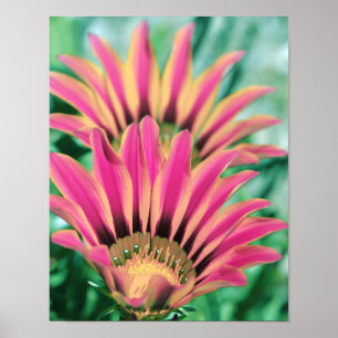Hot Pink Daisy Petals Poster