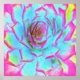 Hot Pink en Blue Succulent Sedum Rosette Poster