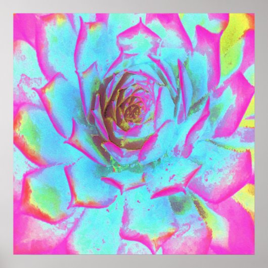 Hot Pink en Blue Succulent Sedum Rosette Poster (Voorkant)