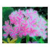 Hot Pink en White Peppermint Twist Garden Phlox Perfect Poster (Voorkant)