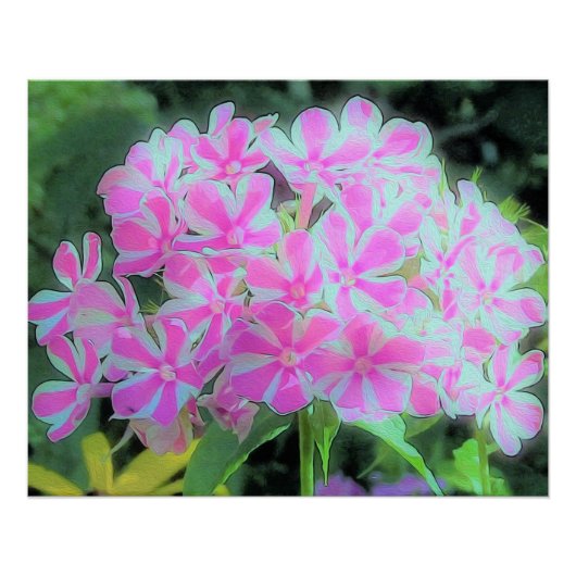 Hot Pink en White Peppermint Twist Garden Phlox Perfect Poster (Voorkant)