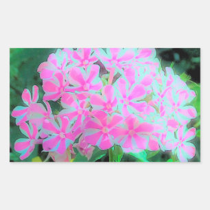Hot Pink en White Peppermint Twist Garden Phlox Rechthoekige Sticker