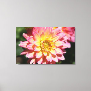 Hot Pink en Yellow Dahlia Flower Canvas Afdruk
