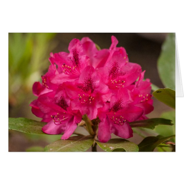 Hot Pink Flowers Rhododendron Floral Aangepast (Voorkant Horizontaal)