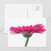 Hot Pink Gerbera Daisy Briefkaart (Voorkant / Achterkant)