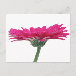 Hot Pink Gerbera Daisy Briefkaart