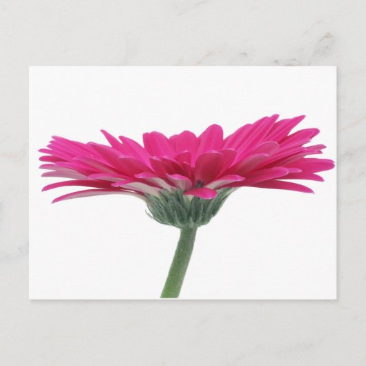 Hot Pink Gerbera Daisy Briefkaart (Voorkant)