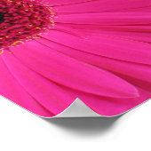Hot Pink Gerbera Daisy Close-up Poster (Hoek)
