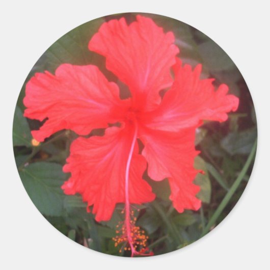 Hot Pink Hibiscus Ronde Sticker (Voorkant)
