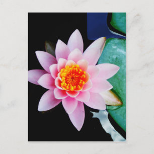 Hot Pink & oranje lotus water lily flower Briefkaart