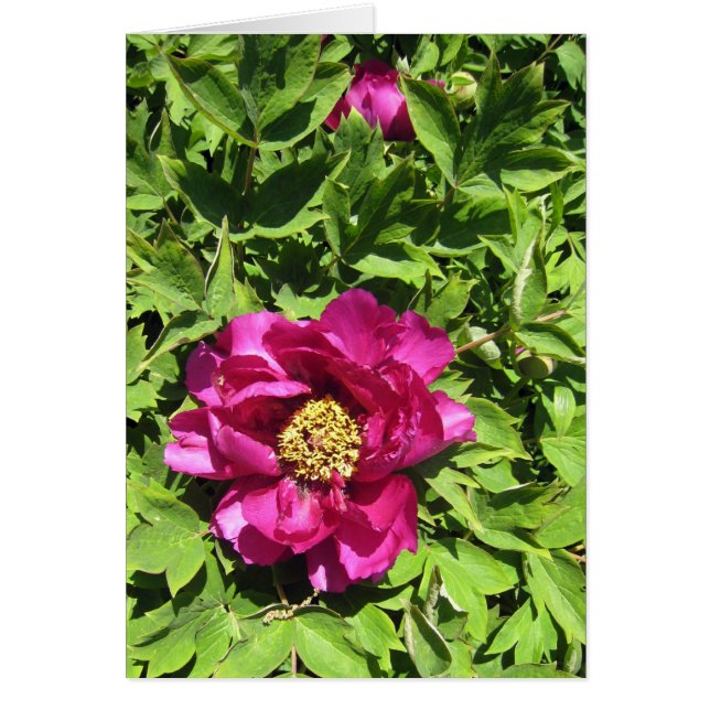 Hot Pink Peonie (Voorkant)