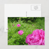 Hot Pink Peony Garden briefkaart (Voorkant / Achterkant)