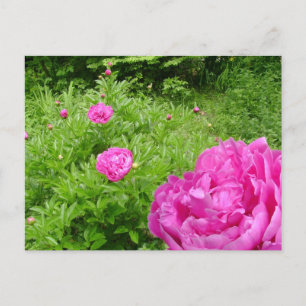 Hot Pink Peony Garden briefkaart