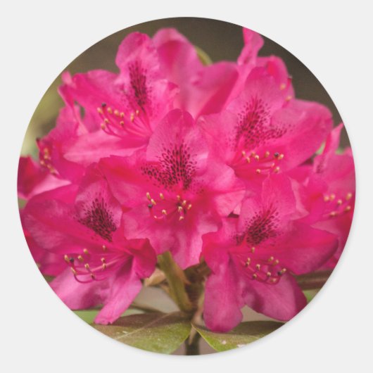 Hot Pink Rhododendron Flowers Aangepast Ronde Sticker (Voorkant)