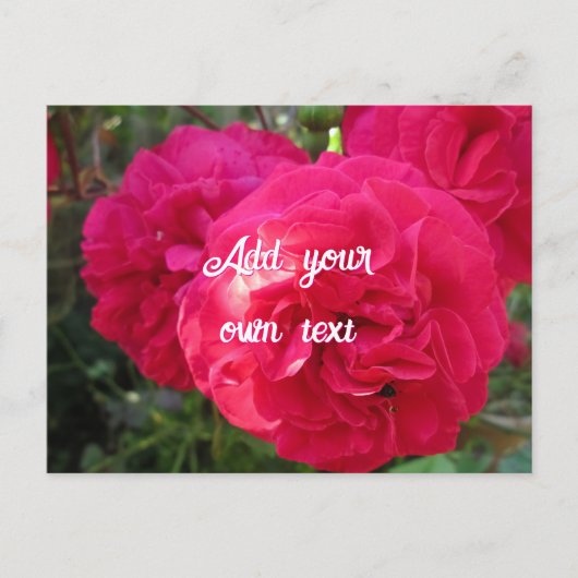 Hot Pink Rozen - gepersonaliseerd Briefkaart (Voorkant)