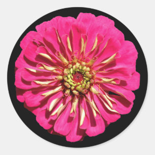 'Hot Pink Zinnea' Ronde Sticker