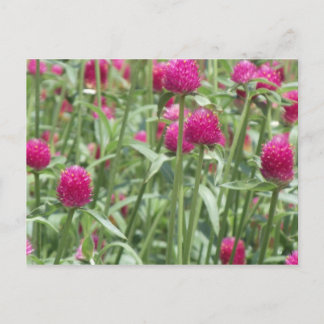Hot-roze bloemen briefkaart