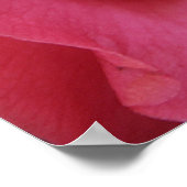 Hot-Roze Camellia Poster (Hoek)