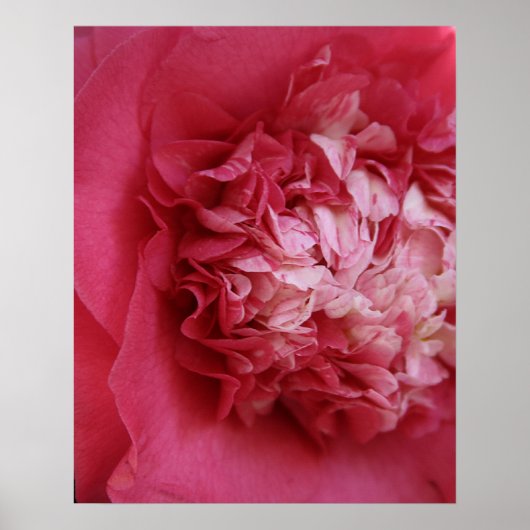 Hot-Roze Camellia Poster (Voorkant)
