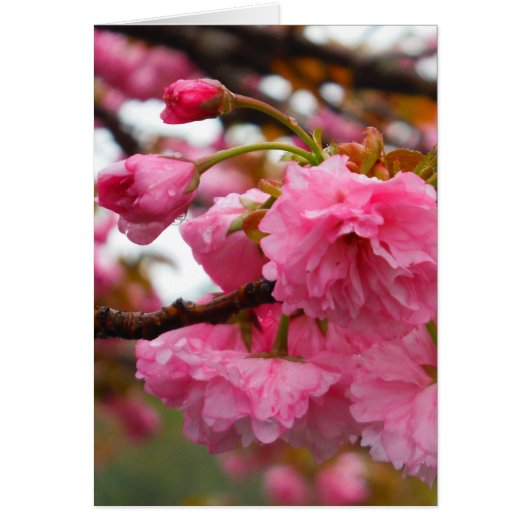 Hot-roze Cherry Blossom Flowers (Voorkant)
