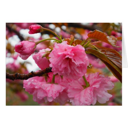 Hot-roze Cherry Blossom Flowers (Voorkant Horizontaal)