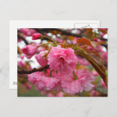 Hot-roze Cherry Blossom Flowers Briefkaart (Voorkant / Achterkant)