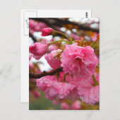 Hot-roze Cherry Blossom Flowers Briefkaart (Voorkant / Achterkant)