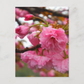 Hot-roze Cherry Blossom Flowers Briefkaart (Voorkant)