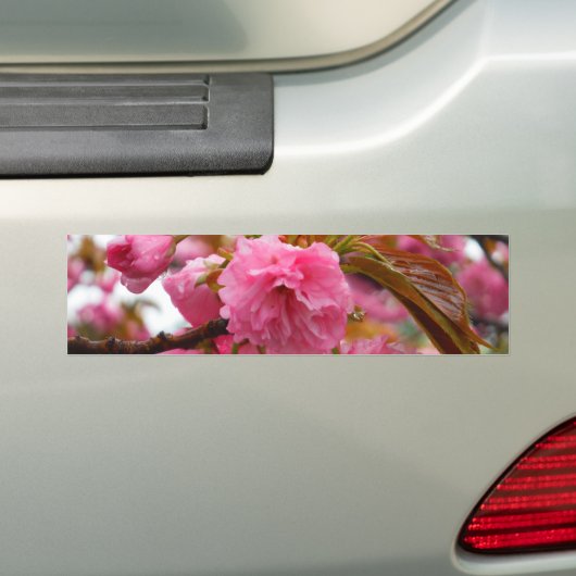 Hot-roze Cherry Blossom Flowers Bumpersticker (Op auto)