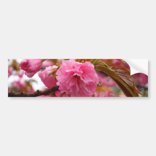 Hot-roze Cherry Blossom Flowers Bumpersticker (Voorkant)