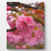 Hot-roze Cherry Blossom Flowers Fotoplaat (Voorkant)