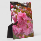 Hot-roze Cherry Blossom Flowers Fotoplaat (Zijkant)