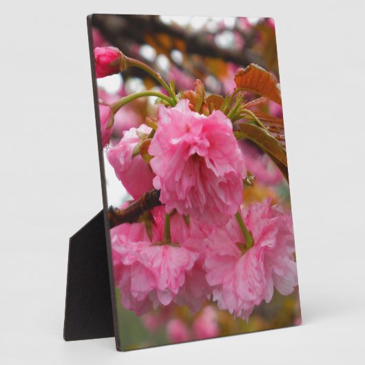 Hot-roze Cherry Blossom Flowers Fotoplaat (Zijkant)