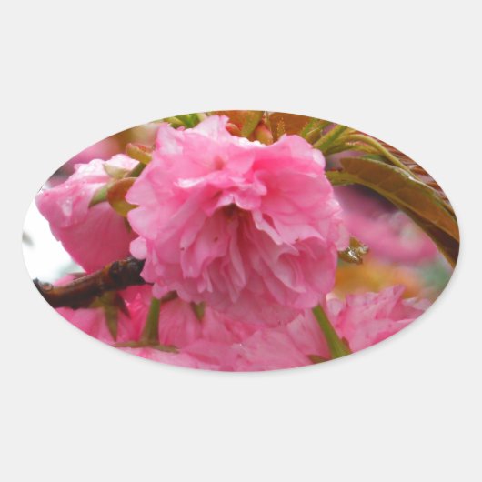 Hot-roze Cherry Blossom Flowers Ovale Sticker (Voorkant)