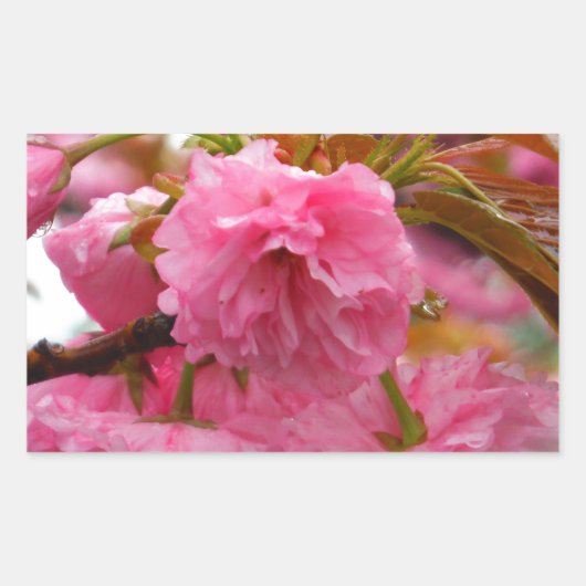 Hot-roze Cherry Blossom Flowers Rechthoekige Sticker (Voorkant)