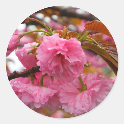 Hot-roze Cherry Blossom Flowers Ronde Sticker (Voorkant)