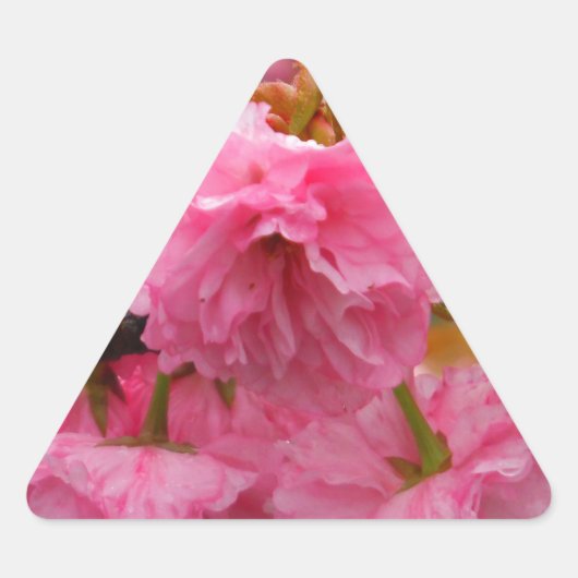 Hot-roze Cherry Blossom Flowers Sticker (Voorkant)