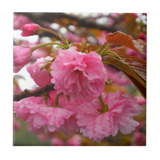 Hot-roze Cherry Blossom Flowers Tegeltje (Voorkant)
