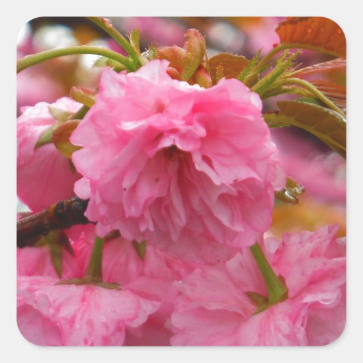 Hot-roze Cherry Blossom Flowers Vierkante Sticker (Voorkant)