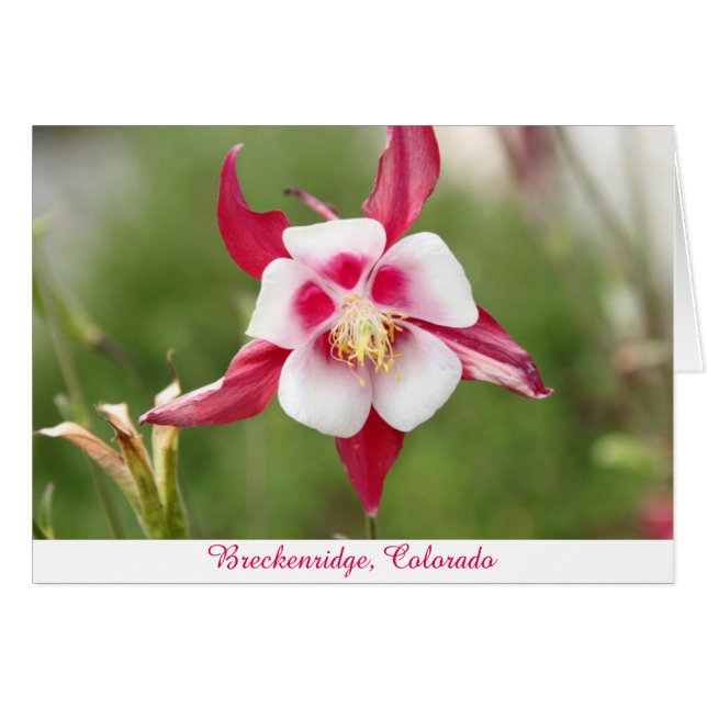 Hot-roze Columbine (Voorkant Horizontaal)
