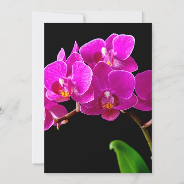 Hot-roze Dendrobium Orchid Flower Orchids Sjabloon (Voorkant)
