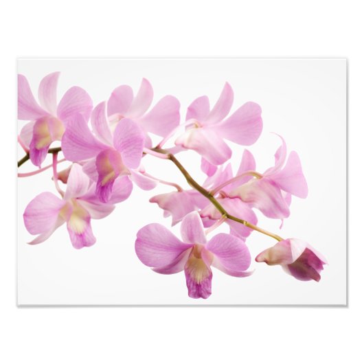 Hot-roze Dendrobium Orchid Flower Orchids Sjabloon Foto Afdruk (Voorkant)