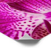 Hot-roze dendrobium orchid - Orchideeën achtergron Poster (Hoek)