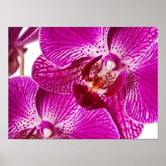 Hot-roze dendrobium orchid - Orchideeën achtergron Poster (Voorkant)