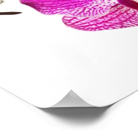 Hot-roze dendrobium orchid - Orchideeën achtergron Poster (Hoek)