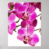 Hot-roze dendrobium orchid - Orchideeën achtergron Poster (Voorkant)