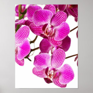 Hot-roze dendrobium orchid - Orchideeën achtergron Poster