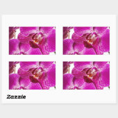 Hot-roze dendrobium orchid - Orchideeën achtergron Rechthoekige Sticker (Vel)