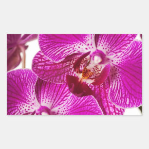 Hot-roze dendrobium orchid - Orchideeën achtergron Rechthoekige Sticker
