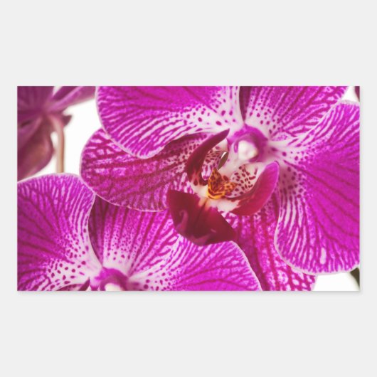 Hot-roze dendrobium orchid - Orchideeën achtergron Rechthoekige Sticker (Voorkant)
